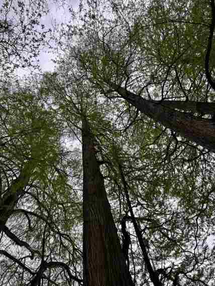 tall trees